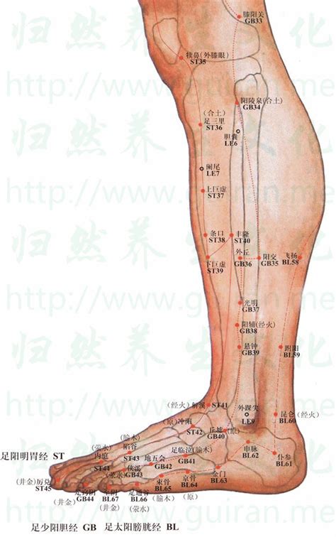 內廷穴位|內庭穴